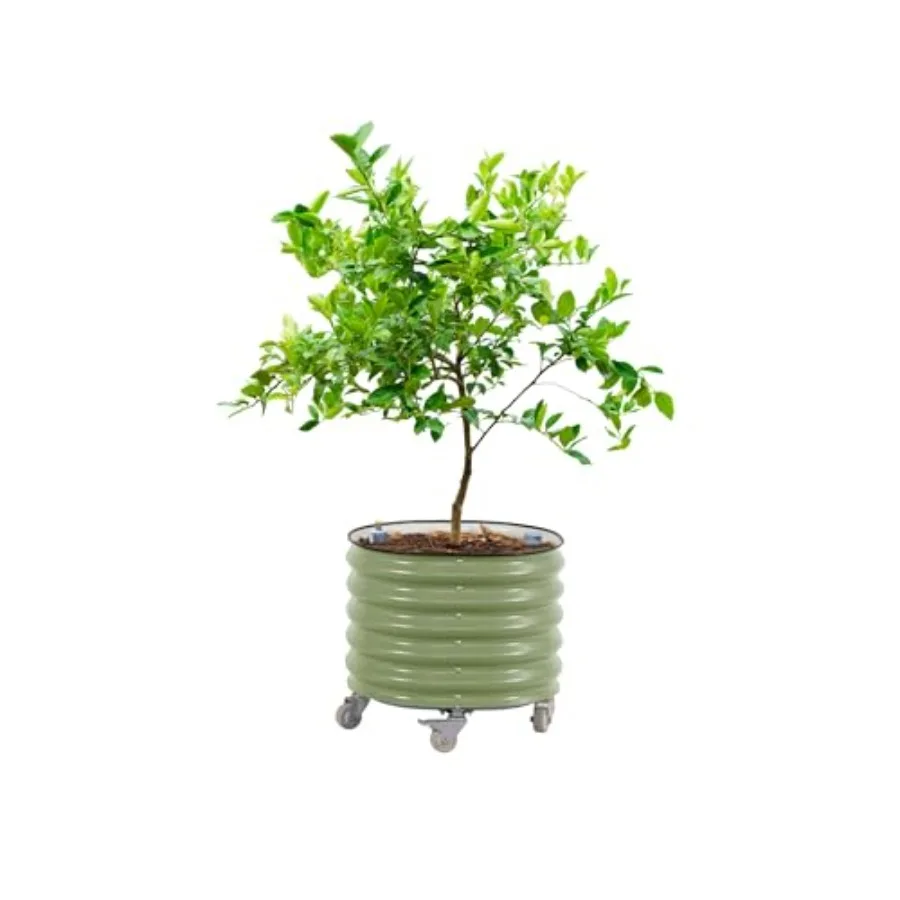 กระถางปลูกต้นไม้ทรงกลมแบบมีระบ - Self Watering Planter บทวิจารณ์และราคา